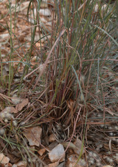 Cymbopogon bombycinus