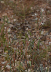 Cymbopogon bombycinus