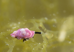Eulithidium