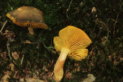 Phylloporus pelletieri image