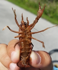 Procambarus alleni