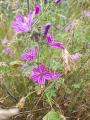 Malva sylvestris