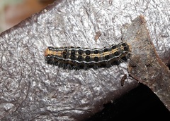 Arna pseudoconspersa