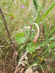 Malva sylvestris