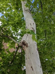 Platanus occidentalis