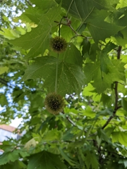 Platanus occidentalis