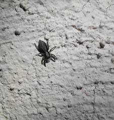 Menemerus taeniatus