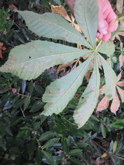 Cameraria ohridella