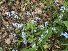 Myosotis sylvatica