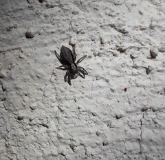 Menemerus taeniatus