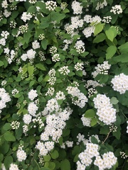 Spiraea