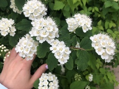 Spiraea