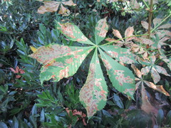 Cameraria ohridella
