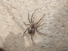 Pardosa astrigera