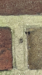Salticus scenicus