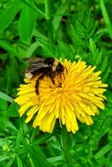 Bombus campestris