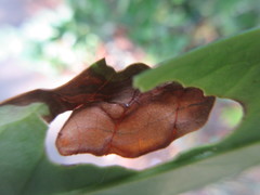 Insecta