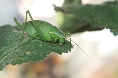 Isophya pyrenaea