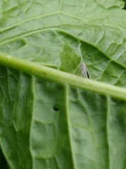 Aleyrodes proletella