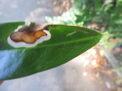 Insecta