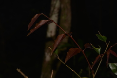 Mischocarpus pyriformis