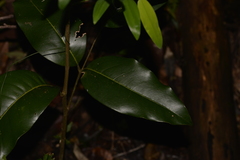 Mischocarpus pyriformis