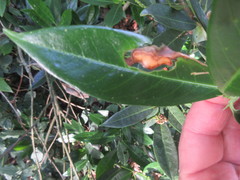 Insecta