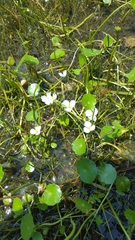 Sagittaria isoetiformis