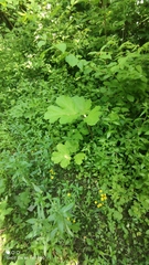 Heracleum sosnowskyi