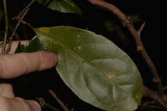 Endiandra discolor