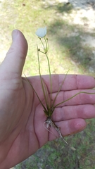 Sagittaria isoetiformis