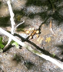 Vibrissea truncorum