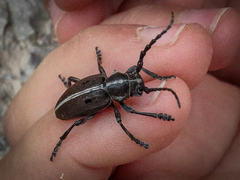 Dorcadion quadrimaculatum