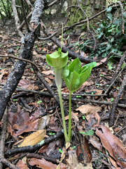 Arisaema macrospathum