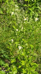 Erigeron annuus
