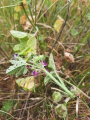 Malva sylvestris
