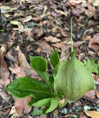 Arisaema macrospathum