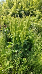 Rumex confertus