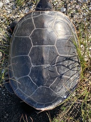 Malaclemys terrapin terrapin
