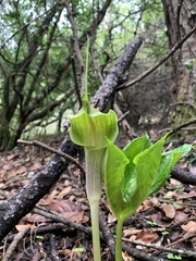 Arisaema macrospathum