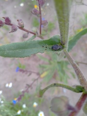 Otiorhynchus tristis