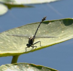 Dromogomphus
