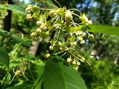 Asclepias exaltata