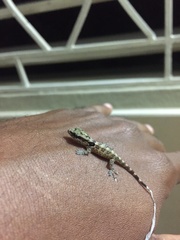 Aristelliger praesignis