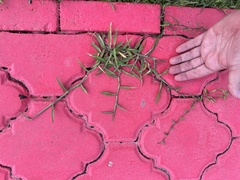 Poaceae