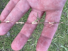 Poaceae