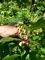 Asclepias exaltata