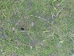 Poaceae