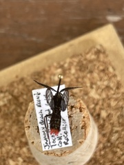 Aethria analis