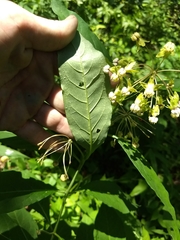 Asclepias exaltata